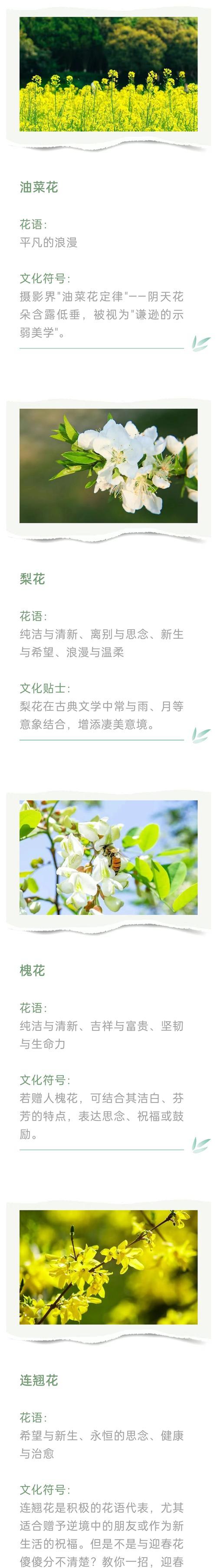 凌香花花语的深层含义是什么？
