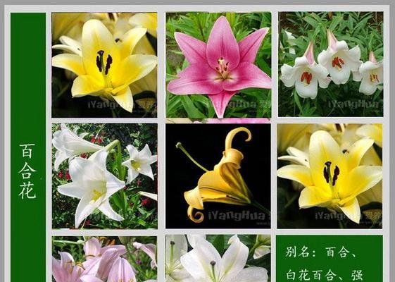 金银莲花语的象征意义是什么？