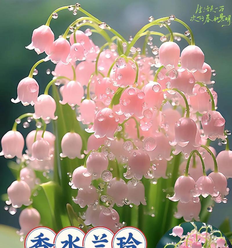 金银莲花语的象征意义是什么？