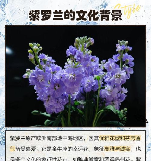 牲丹花语意背后的故事是什么？
