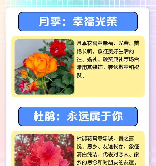 牲丹花语意背后的故事是什么？
