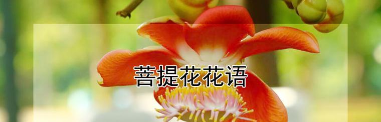 绿心花花语的深层含义是什么？