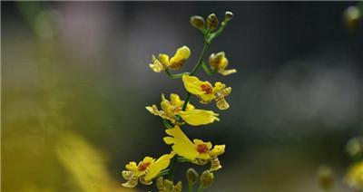 绿心花花语的深层含义是什么？