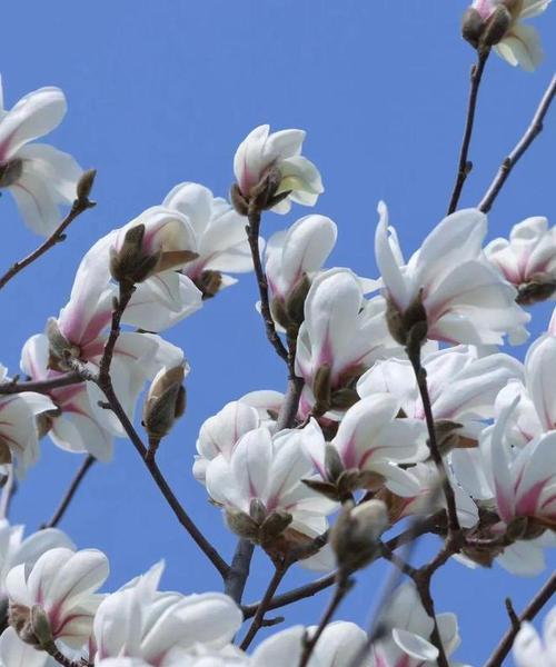 见春花花语的象征意义是什么？