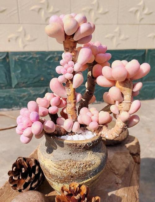 桃蛋桩花语代表什么含义？