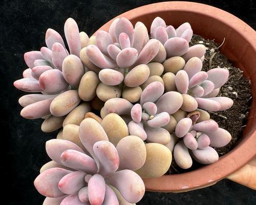 桃蛋桩花语代表什么含义？