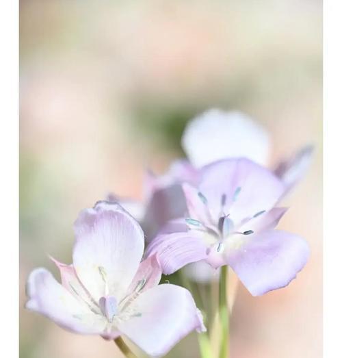 很仙的花语代表了什么？