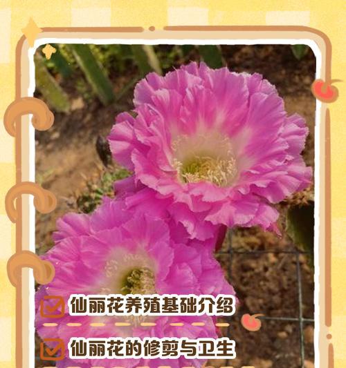 很仙的花语代表了什么？