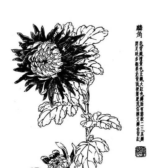 多本菊的花语表达了哪些情感？