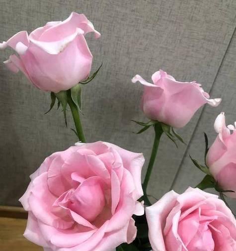 春芋花语表达了哪些情感？