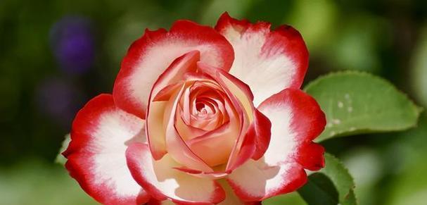春芋花语表达了哪些情感？