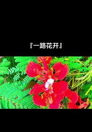凤丹花的花语代表了什么？