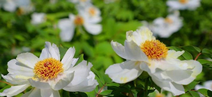 凤丹花的花语代表了什么？