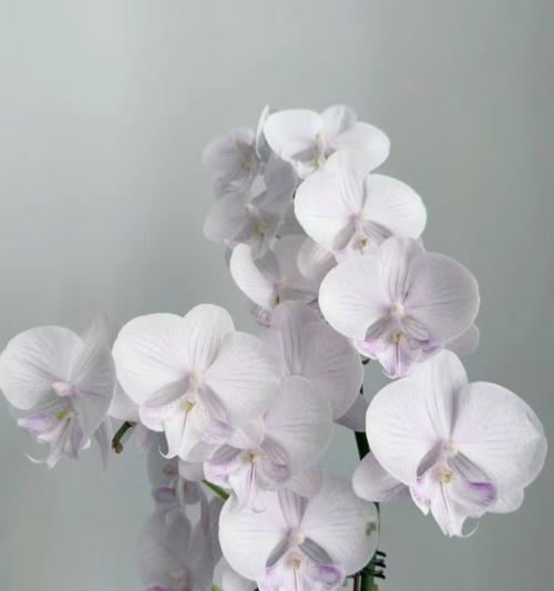 糊碟兰的花语代表了什么？