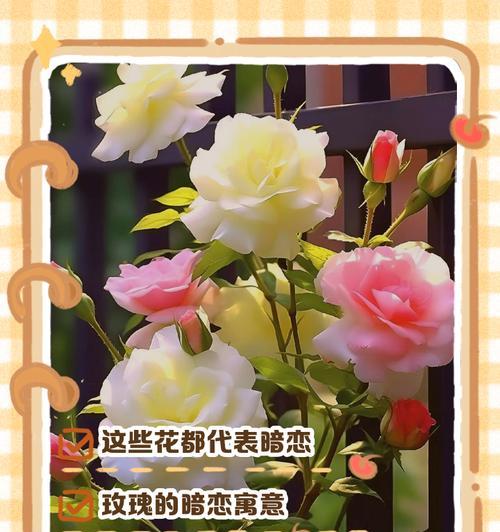 素芯兰花语背后有什么故事？