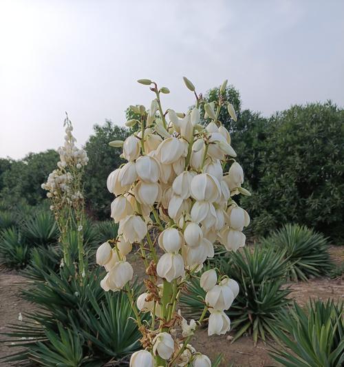 风尾兰的花语有何深意？