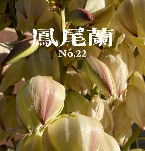 风尾兰的花语有何深意？