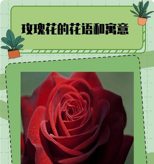 杨玫瑰花语代表什么？送人有何寓意？