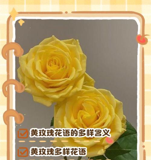 杨玫瑰花语代表什么？送人有何寓意？