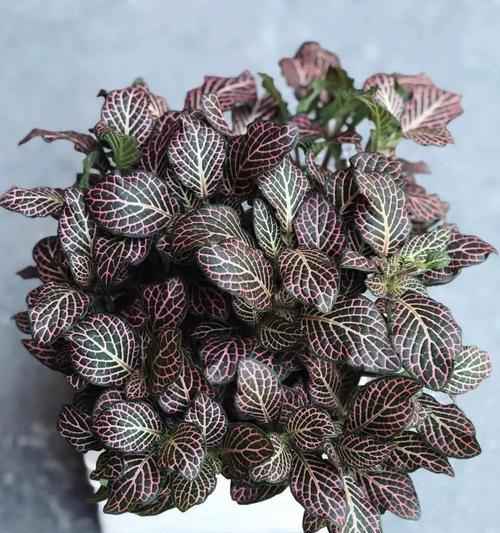 望文草花语是什么？它象征着什么？