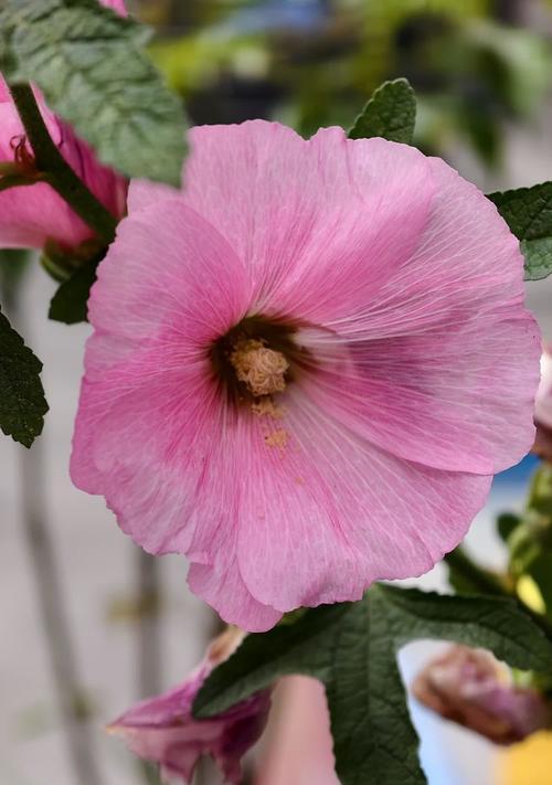 紫蜀葵花语代表了什么？它的寓意是什么？