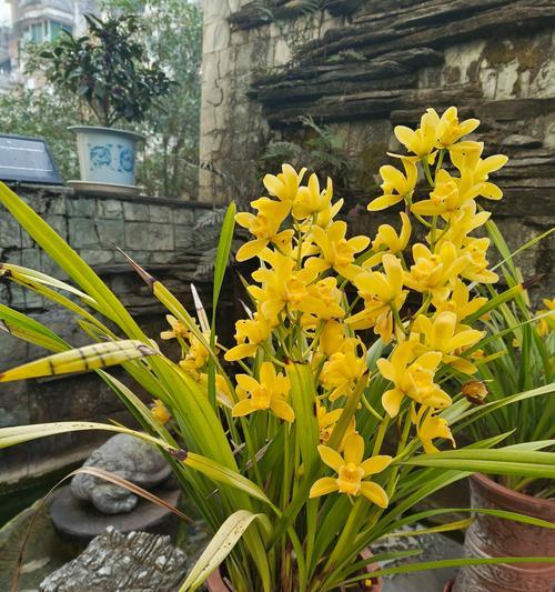 卉兰花花语是什么？它象征着什么？