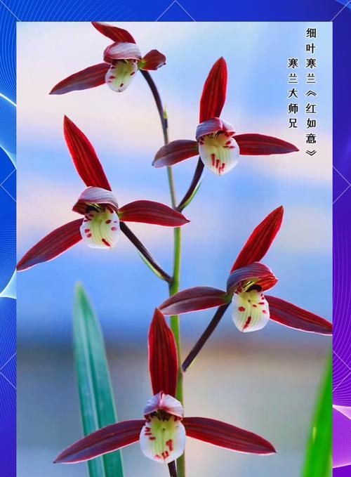 卉兰花花语是什么？它象征着什么？