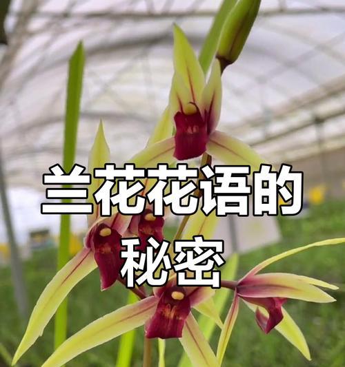 卉兰花花语是什么？它象征着什么？