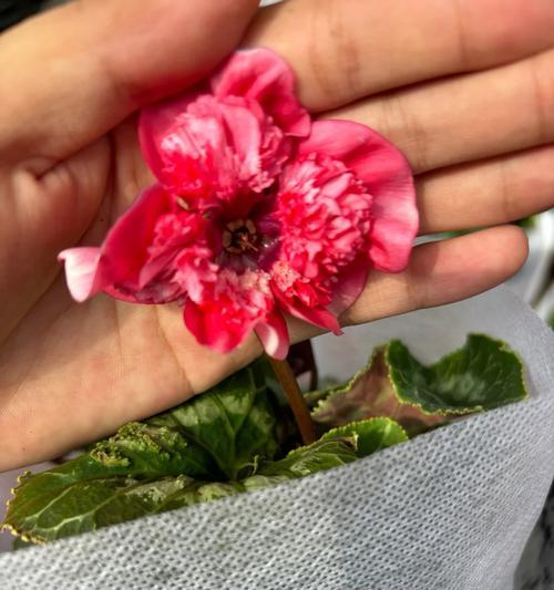花语鲜客来是什么意思？它有何特别之处？