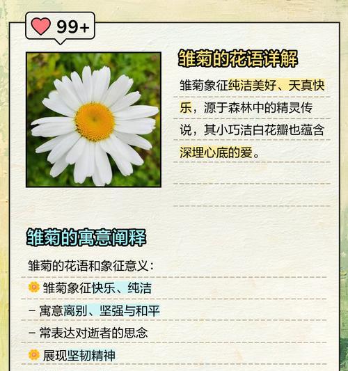 小维菊花语代表了什么？它有何深意？