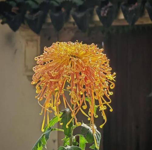 千瓣菊花语有哪些含义？它象征着什么？