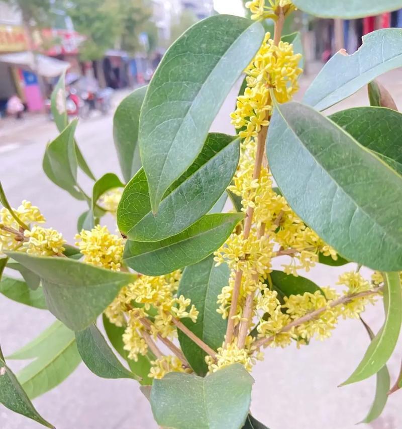 银桂花花语有何深意？它传递了哪些情感？