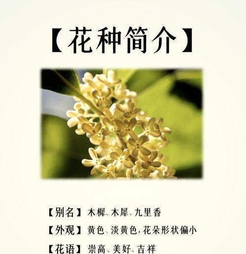 银桂花花语有何深意？它传递了哪些情感？