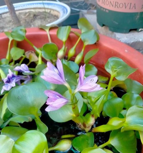 并葫芦花语代表什么？并葫芦的花语有哪些特别之处？