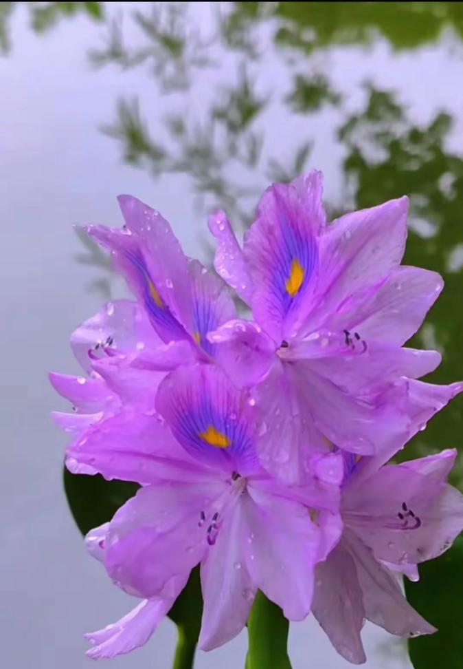 并葫芦花语代表什么？并葫芦的花语有哪些特别之处？
