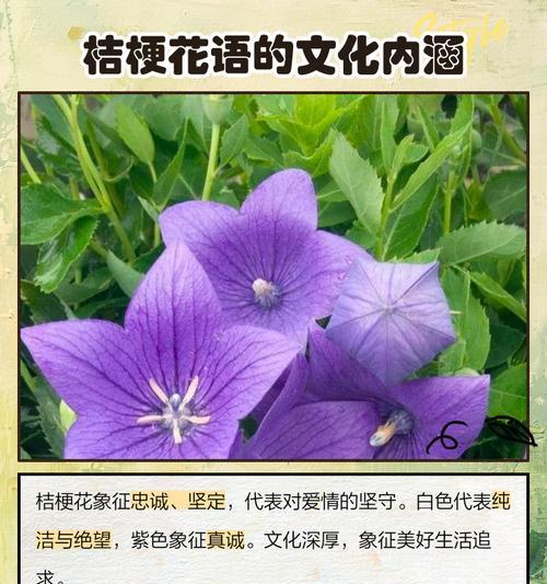 绿橘梗花语有何深意？绿橘梗的花语能传达哪些情感？