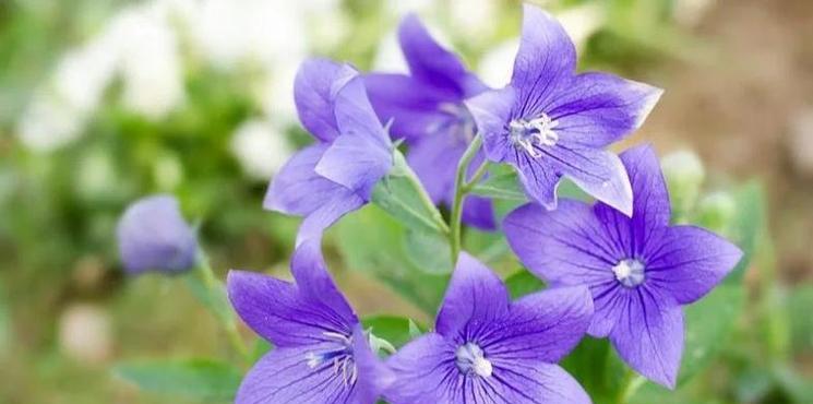 绿橘梗花语有何深意？绿橘梗的花语能传达哪些情感？
