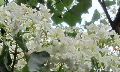 剌桐花的花语有哪些？剌桐花语能表达什么情感？