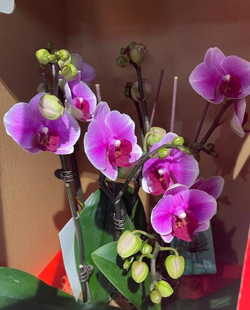 家香花花语是什么意思？家香花的花语有何寓意？
