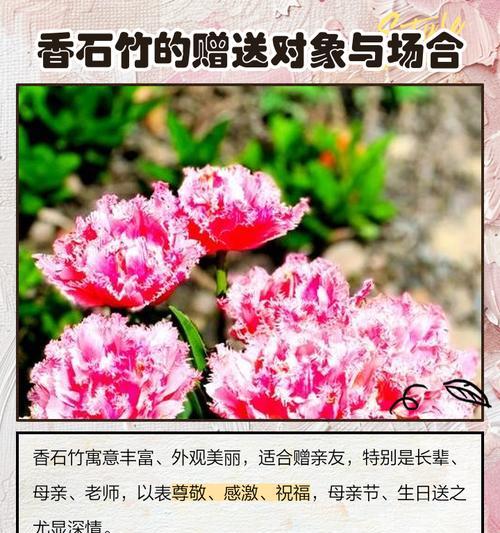 家香花花语是什么意思？家香花的花语有何寓意？