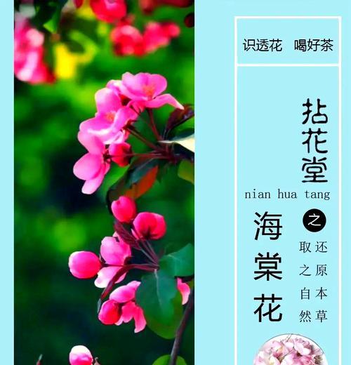 海堂的花语代表什么？海堂花的花语有哪些含义？