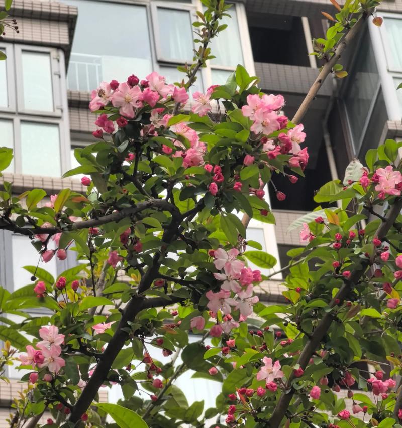 海堂的花语代表什么？海堂花的花语有哪些含义？