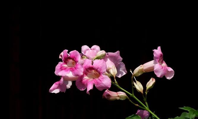 桉叶藤花语是什么意思？桉叶藤的花语有哪些含义？