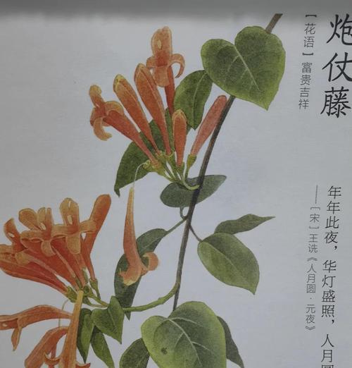 仙藤花花语代表什么？仙藤花的花语有何寓意？