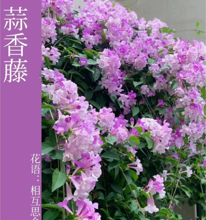 仙藤花花语代表什么？仙藤花的花语有何寓意？