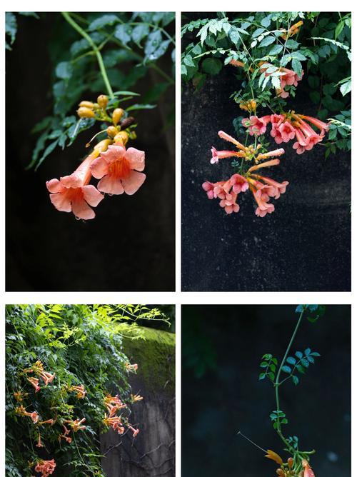 仙藤花花语代表什么？仙藤花的花语有何寓意？
