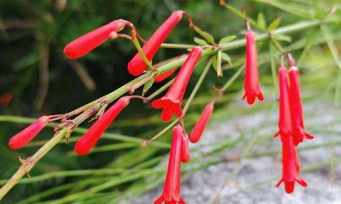 一杖红花语是什么？一杖红的花语有哪些特别之处？