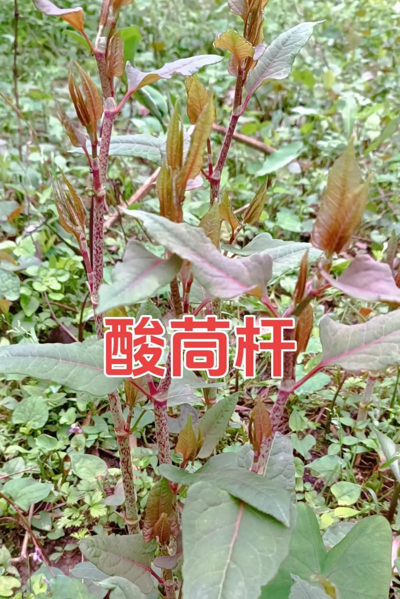 一杖红花语是什么？一杖红的花语有哪些特别之处？