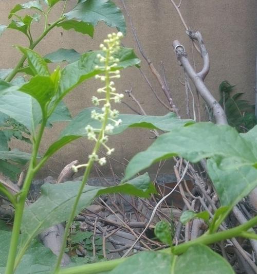 草参花花语有何深意？草参花的花语能传达哪些情感？