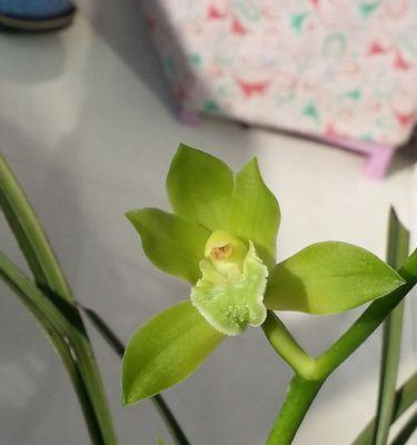 雀望兰花语是什么？雀望兰的花语有哪些含义？